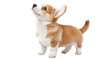 Professional Studio Portrait of Adorable Pembroke Welsh Corgi Puppy Standing