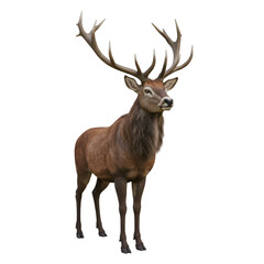 Fototapeta premium 3D Render Realistic Red Deer Buck Isolated on Black