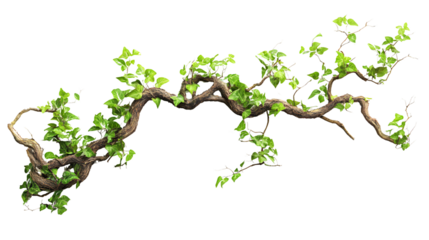 Twisted Wild Liana Jungle Vine Isolated on White Background