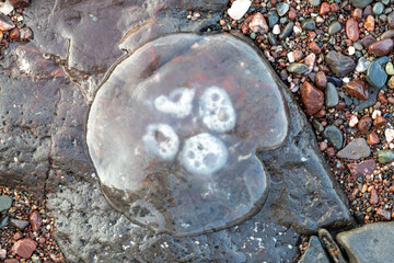 Jellyfish on Beach