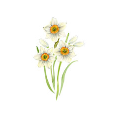 A bouquet of daffodils. White flowers with bright orange centers, buds and green leaves. Watercolor botanical illustration of spring delicate flowers for postcards, prints, gift wrapping.