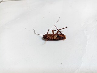 Cockroach lies on its back on a white surface in a home, insect pest control issues