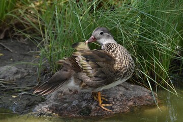 A lovely mandarin duck is standing on a stone by a pond in sunny summer day.