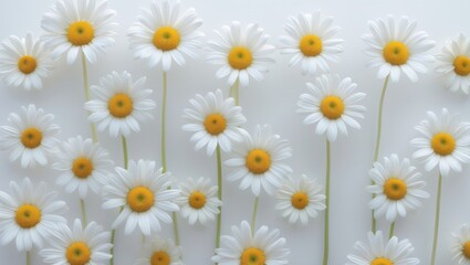 Fototapeta premium White daisies with yellow centers arranged on a light background.