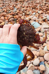 woman's hand holding and showing a large Eriphia verrucosa crab against the background of water. Protein seafood. Fresh catch