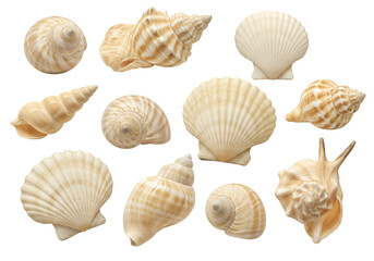 Collection of Various Seashells Isolated on Black Background
