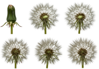 Dandelion Life Cycle Stages Isolated PNG Illustration