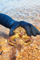 Diver's hand holding and showing Eriphia verrucosa crab against water background. Collecting protein food in the sea. Fresh catch of a diver