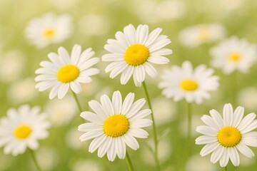 Fototapeta premium White daisies blooming in sunny green field