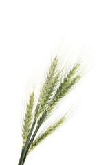 Fototapeta premium Many green wheat spikes isolated on white