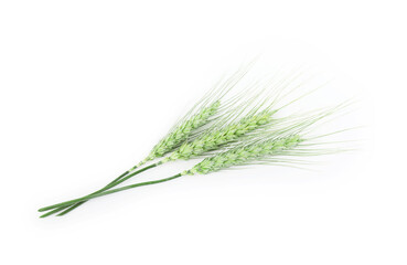 Many green wheat spikes isolated on white, top view