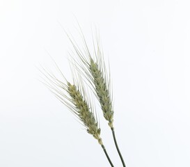 Two green wheat spikes on white background