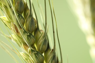 Green wheat spikes on color background, closeup
