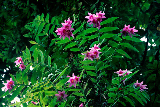 Thunia Bensoniae ,a rare cane orchid from Western Thailand. Each cane can sport up to 5 large pink flowers. Khao Krachom ,Suan Phueng ,Ratchaburi province. THAILAND
