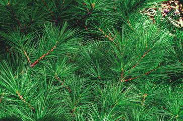 Fragrant green pine shoots illuminated by sun. Design trends, eco-aesthetics of coniferous trees.