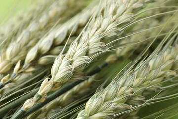 Green wheat spikes on color background, closeup