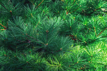 Fragrant green pine shoots illuminated by sun. Design trends, eco-aesthetics of coniferous trees.