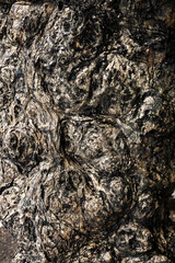 Gnarled Tree Trunk Burl Wood Texture