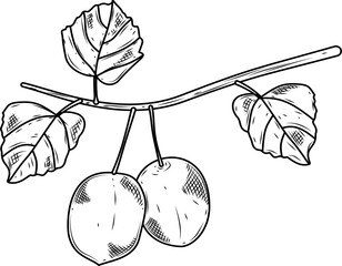 Obraz premium Kiwi with Leaves Hand Drawn Ink Sketch Vector