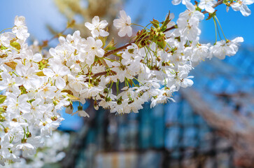 White cherry blossoms on branch on blurred background of blooming cherry tree against blue sky.