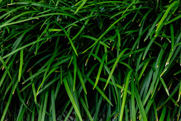 Green Grass Blade Texture Background
