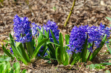 Obraz premium Hyacinths bloom in spring. Close-up of blooming hyacinths of blue color against blurred background.