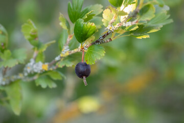 Harvesting black Yoshta.Ripe juicy berry in the garden.