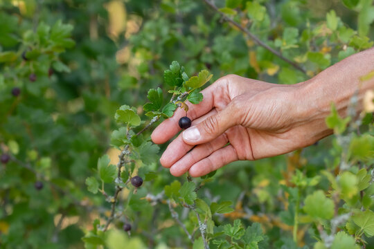 Harvesting black Yoshta.Ripe juicy berry in the garden.