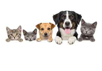 Group of Cats and Dogs Peeking Over White Background
