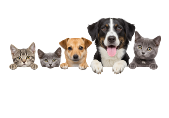 Group of Cats and Dogs Peeking Over White Background