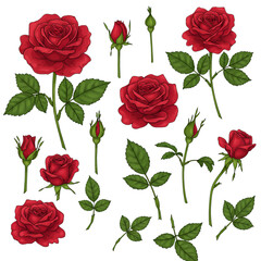 Illustration: Red Roses and Buds on Transparent Background