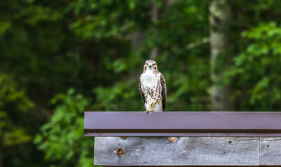Harlan Hawk