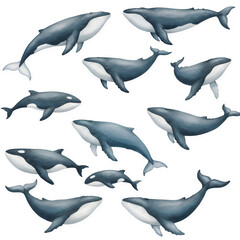 Fototapeta premium Illustration: Whales Oceanic Wildlife on Transparent Background