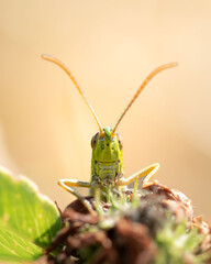 Macro close-up of a grasshopper resting on a green leaf. The image shows the insect’s powerful hind legs, segmented body, and fine textures. A detailed look at this common orthopteran.