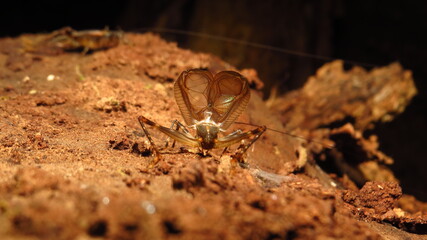 Detailed view of a vibrant insect on forest floor during daylight in the Amazon Rainforest