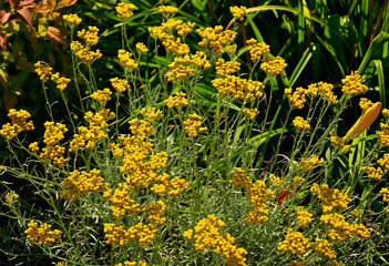 żółte koszyczki kwiatowe kocanki włoskiej, kocanki włoskie Helichrysum italicum, curry plant, Italian strawflower, immortelle, flowering ornamental and medicinal plant, blooming curry plant © kateej