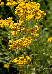 żółte koszyczki kwiatowe kocanki włoskiej, kocanki włoskie Helichrysum italicum, curry plant, Italian strawflower, immortelle, flowering ornamental and medicinal plant, blooming curry plant