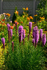kwitnąca liatra kłosowa, fioletowe kwiaty laitry, Liatris spicata, dense blazing star, prairie feather, gayfeather, button snakewort © kateej