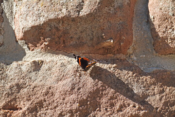 Admiral, Central European noble butterfly on sandstone in the sun