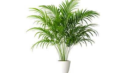 Fototapeta premium Vibrant Indoor Flower Plant Areca Palm on Transparent Background