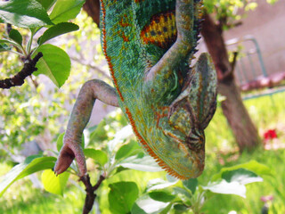 Green chameleon hanging from tree branch close up	

