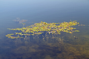 some lily pads floating on the clear water of a lake