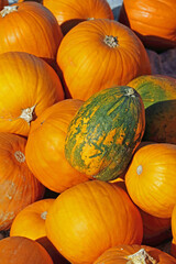 bright pumpkin fruit in the field in autumn in the sunlight