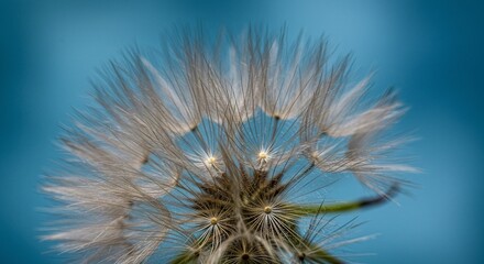 Close-up of a dandelion seed head against a bright, serene blue background, highlighting its delicate structure and airy nature.