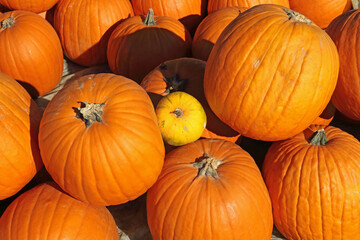bright pumpkin fruit in the field in autumn in the sunlight