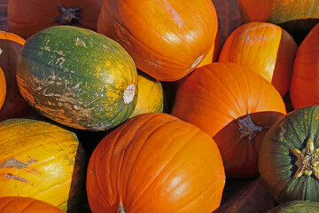 bright pumpkin fruit in the field in autumn in the sunlight
