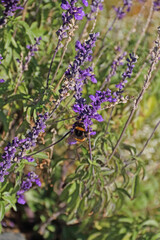 a hungry bumblebee captured on a flowering sage plant outdoors