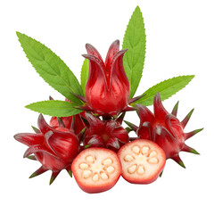 Illustration of Roselle Hibiscus Sabdariffa on Transparent Background
