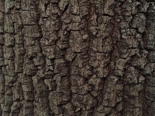 Deeply Textured Tree Bark A CloseUp of Natures Armor.