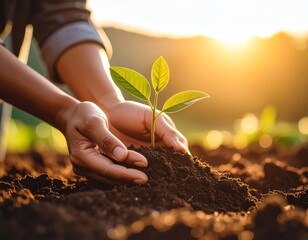 Farmer Hands Planting Seedling in Rich Soil at Golden Hour — Close-Up Macro